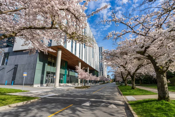 Vancouver Canadá Abril 2021 University British Columbia Ubc Campus Flores — Foto de Stock