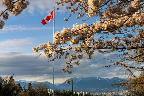 Nationalflagge Kanadas Und Kirschblüten Voller Blüte Konzept Des Urbanen Lebens — Stockfoto
