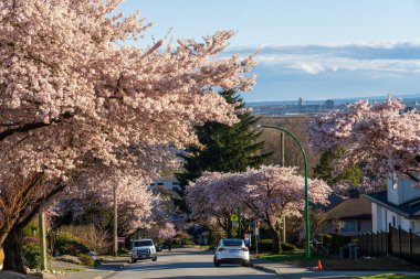 Burnaby, BC, Kanada - 10 Nisan 2021: İlkbaharda çiçek açan kiraz ağaçlarının olduğu güney yamacındaki yerleşim yeri. McKay Caddesi..