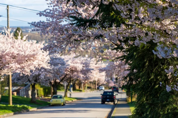 İlkbaharda çiçek açan kiraz ağaçlarının olduğu yerleşim yeri. McKay Bulvarı, Güney Yamacı, Burnaby, BC, Kanada.