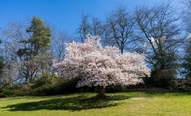 İlkbaharda Kraliçe Elizabeth Parkı 'nda. Çiçek açmış büyük bir kiraz ağacı. Vancouver, BC, Kanada.