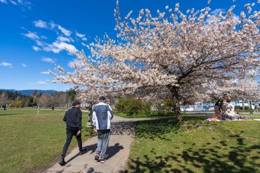 Vancouver, BC, Kanada - 12 Nisan 2021: Bahar mevsiminde Devonian Harbour Park. İnsanlar çiçek açmış kiraz çiçeklerinin tadını çıkarıyorlar..