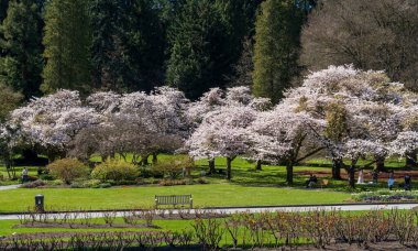 Vancouver, BC, Kanada - 12 Nisan 2021 Stanley Park kiraz çiçekleri tomurcuklandı. İnsanlar ilkbaharda çiçek açarlar..