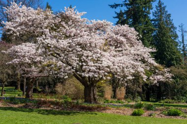 İlkbaharda Stanley Park 'ta. Çiçek açmış büyük bir kiraz ağacı. Vancouver, BC, Kanada.