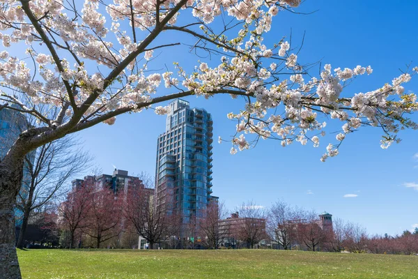Devon Harbour Park Frühling Kirschblüten Voller Blüte Vancouver Kanada — Stockfoto