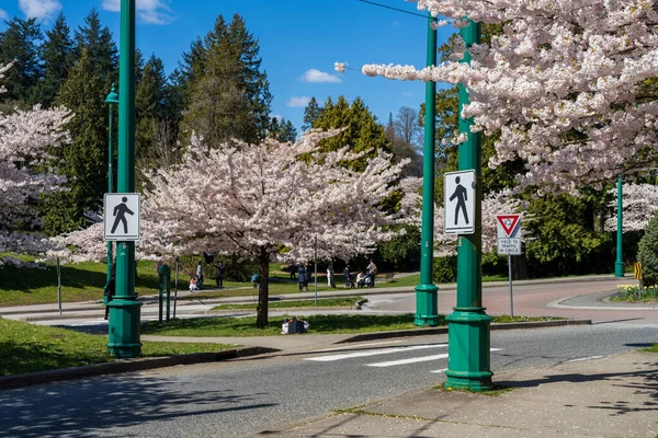 Vancouver Canadá Abril 2021 Señal Paso Peatonal Stanley Park Primavera — Foto de Stock