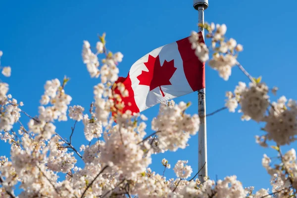 Nationalflagge Kanadas Und Kirschblüten Voller Blüte Konzept Des Urbanen Lebens — Stockfoto