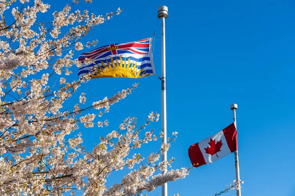Nationalflagge Von Kanada Und British Columbia Fahnenmast Mit Kirschblüten Voller — Stockfoto
