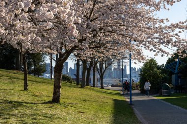 Kuzey Vancouver, BC, Kanada - 13 Nisan 2021 İlkbahar sezonunda Waterfront Park. İnsanlar burada çiçek açmış kiraz çiçeklerinin tadını çıkarıyorlar..