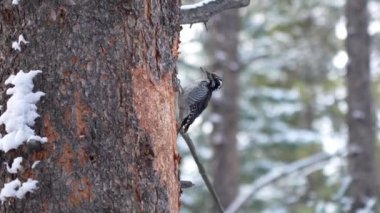 Amerikan üç burunlu ağaçkakan Picoides kozalaklı ağaçlarda yiyecek arıyor. Yetişkin erkeğin sarı bir şapkası var. Banff Ulusal Parkı. Kanada.