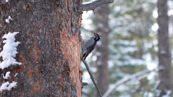 American Three Toed Woodpecker Picoides Dorsalis Forage Conifers Tree Adult — стоковое видео