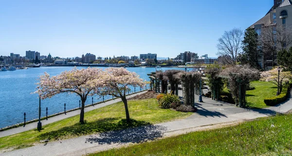 Victoria Canadá Abril 2021 Songhees Point Park Walkway Flor Completa — Foto de Stock