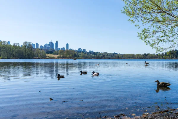 Deer Lake Park Lakeshore Metrotown Modern Buildings Skyline Background Burnaby — Stock Photo, Image