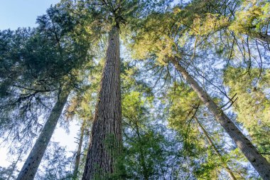 Büyükbaba Capilano. Capilano Nehri Bölge Parkı. Kuzey Vancouver, BC, Kanada.