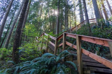 Yağmur ormanlarındaki güzel ahşap patika. Lynn Canyon Parkı, Kuzey Vancouver, British Columbia, Kanada.