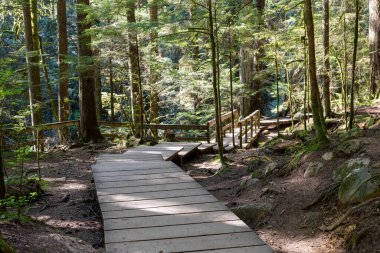 Yağmur ormanlarındaki güzel ahşap patika. Lynn Canyon Parkı, Kuzey Vancouver, British Columbia, Kanada.