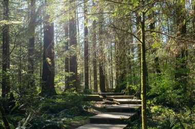 Yağmur ormanlarındaki güzel ahşap patika. Lynn Canyon Parkı, Kuzey Vancouver, British Columbia, Kanada.
