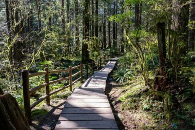 Yağmur ormanlarındaki güzel ahşap patika. Lynn Canyon Parkı, Kuzey Vancouver, British Columbia, Kanada.