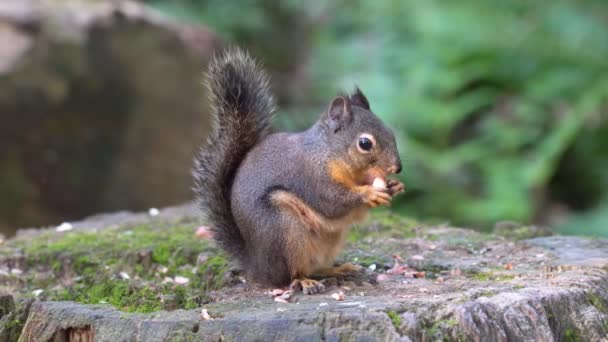 Porträt Eines Grauhörnchens Das Nüsse Auf Einem Baumstamm Wald Frisst — Stockvideo