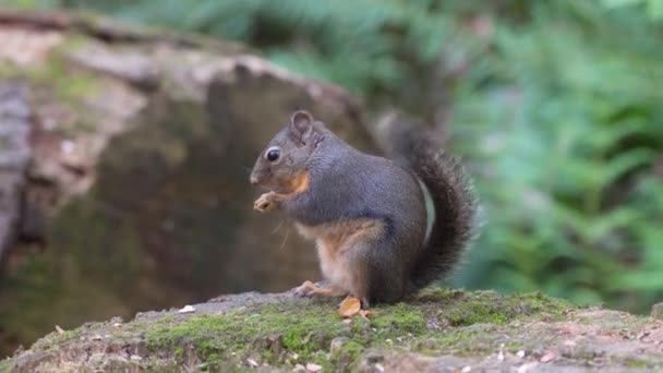 Grey Squirrel Eating Nut Calling Tree Trunk Forest — Stock Video