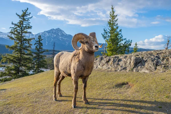 Staande Bighorn Schapen Ovis Canadensis Ram Portret Canadese Rockies Jasper — Stockfoto