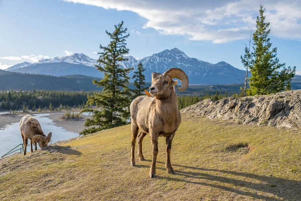 立ビッグホーン羊 Ovis Canadensis ラム肖像画 カナダのロッキージャスパー国立公園の風景の背景 自然景観 — ストック写真