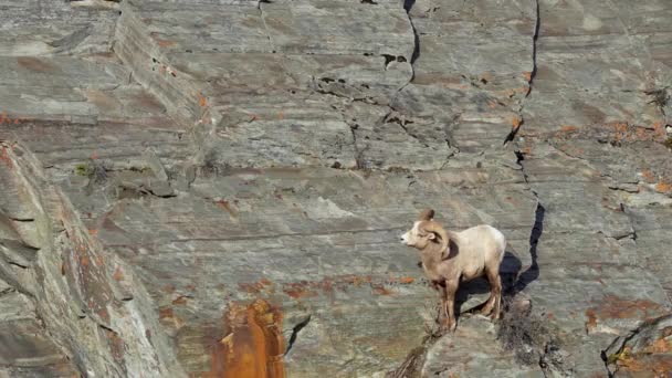 大角羊 Ovis Canadensis 公绵羊爬上悬崖觅食 — 图库视频影像