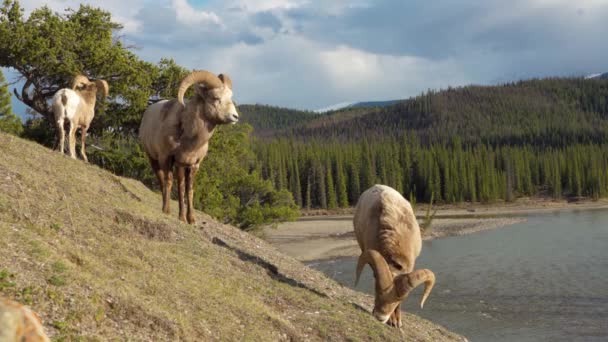 Forrajeo Ovejas Bighorn Ovis Canadensis Ram Fondo Del Paisaje Del — Vídeos de Stock
