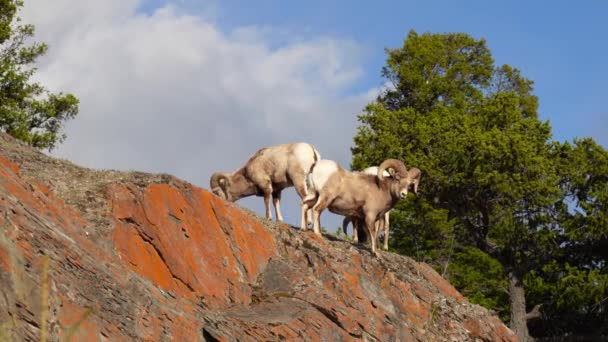 Дві Великі Вівці Ovis Canadensis Таран Скелелазіння Готується Скелі — стокове відео
