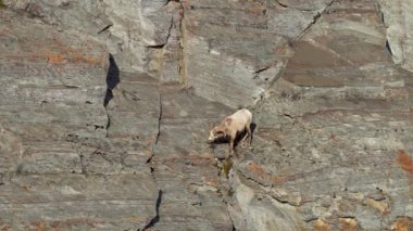 Bighorn koyunu (Ovis canadensis) yamaçta tırmanır..
