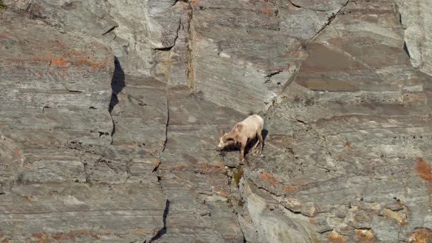 Bighorn Sheep Ovis Canadensis Ram Climbing Foraging Cliff — Stockvideo