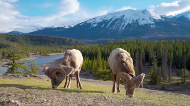 Forrajeo Ovejas Bighorn Ovis Canadensis Ram Fondo Del Paisaje Del — Vídeo de stock