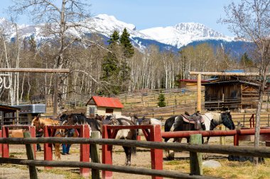 At Biniciliği, Jasper Ahırı Piramit Gölü Yolu 'nda. Alberta, Kanada.
