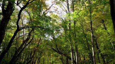 Oirase Stream in autumn sunny day, beautiful fall foliage scene. Forest, flowing river, fallen leaves, mossy rocks. Aomori Prefecture, Japan