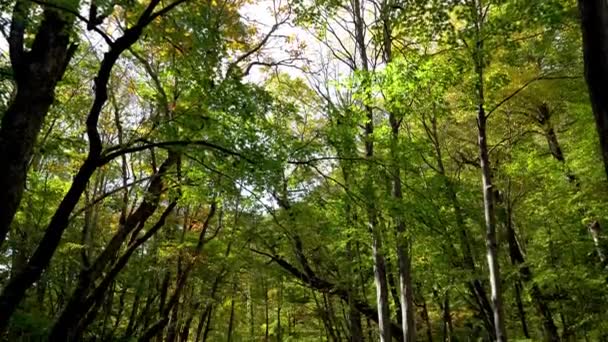 Oirase Stream Autumn Sunny Day Beautiful Fall Foliage Scene Forest — Stok video