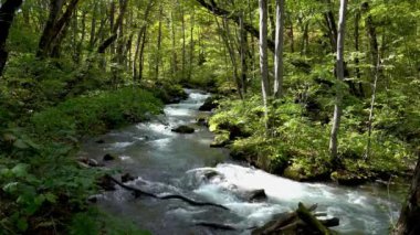 Sonbahar güneşli bir günde Oirase Stream, güzel bir sonbahar yeşilliği sahnesi. Orman, akan nehir, düşen yapraklar, yosunlu kayalar. Aomori Bölgesi, Japonya