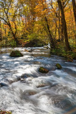 Güneşli bir günde Oirase Deresi, sonbahar renklerinde güzel sonbahar yeşillik sahnesi. Akan nehir, düşmüş yapraklar, Towada Hachimantai Milli Parkı'nda yosunlu kayalar, Aomori, Japonya. Ünlü ve popüler yerler