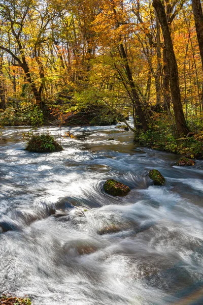 Güneşli bir günde Oirase Deresi, sonbahar renklerinde güzel sonbahar yeşillik sahnesi. Akan nehir, düşmüş yapraklar, Towada Hachimantai Milli Parkı'nda yosunlu kayalar, Aomori, Japonya. Ünlü ve popüler yerler