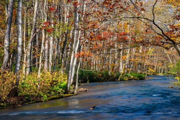 Güneşli bir günde Oirase Deresi, sonbahar renklerinde güzel sonbahar yeşillik sahnesi. Akan nehir, düşmüş yapraklar, Towada Hachimantai Milli Parkı'nda yosunlu kayalar, Aomori, Japonya. Ünlü ve popüler yerler
