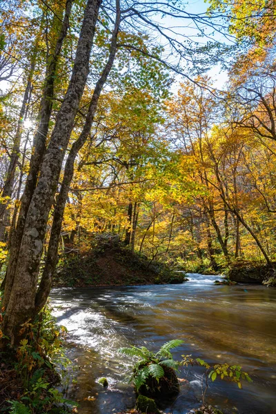 Güneşli bir günde Oirase Deresi, sonbahar renklerinde güzel sonbahar yeşillik sahnesi. Akan nehir, düşmüş yapraklar, Towada Hachimantai Milli Parkı'nda yosunlu kayalar, Aomori, Japonya. Ünlü ve popüler yerler