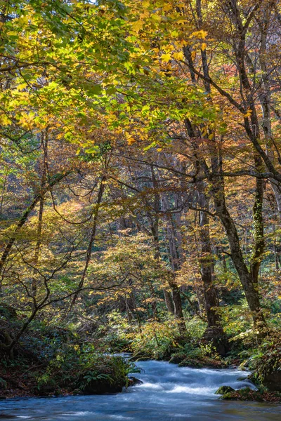 Овсяный Ручей Солнечный День Красивая Сцена Осенней Листвы Осенних Красках — стоковое фото