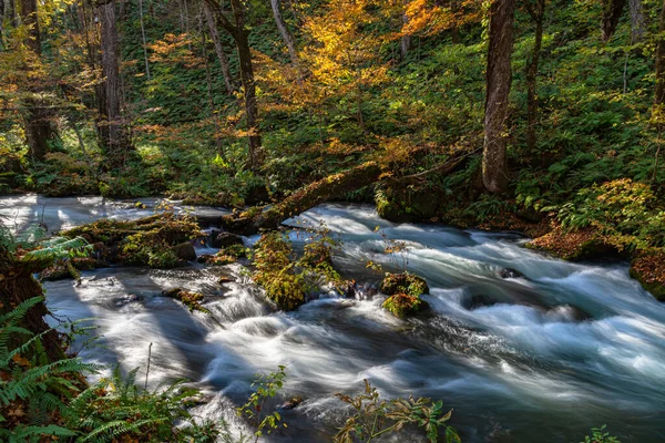 Proud Oirase Slunečného Dne Nádherný Obraz Podzimní Zeleně Tekoucí Řeka — Stock fotografie