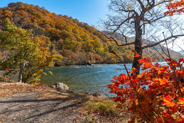美しい紅葉風景 秋は壮大な色でいっぱいです 十和田湖の岸からの眺め 澄んだ青空と水 白い雲 晴れた日の背景 青森県 — ストック写真