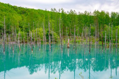 Mavi gölet (Aoas) yaz aylarında ağacın yansıması ile, Biei Town Shirogane Onsen yakınında bulunan, Hokkaido, Japonya