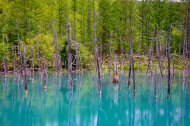 Mavi gölet (Aoas) yaz aylarında ağacın yansıması ile, Biei Town Shirogane Onsen yakınında bulunan, Hokkaido, Japonya