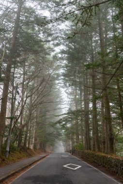 Karuizawa bahar manzara sokak görünümü, sisli bir günde yol etrafında dev ağaçlar. Ünlü turistik. Karuizawa, Nagano Prefecture, Japonya