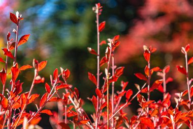 Close-up Enkianthus ( Dodan-Tsutsuji ) güneşli bir günde yaprak lar düşer. güzel sonbahar manzara arka plan