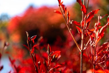 Close-up Enkianthus ( Dodan-Tsutsuji ) güneşli bir günde yaprak lar düşer. güzel sonbahar manzara arka plan