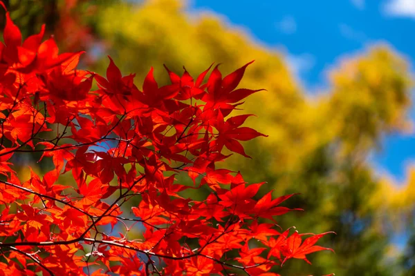 Zbliżenie Kolorowych Liści Jesienią Słoneczny Dzień Piękne Jesień Krajobraz Tło — Zdjęcie stockowe