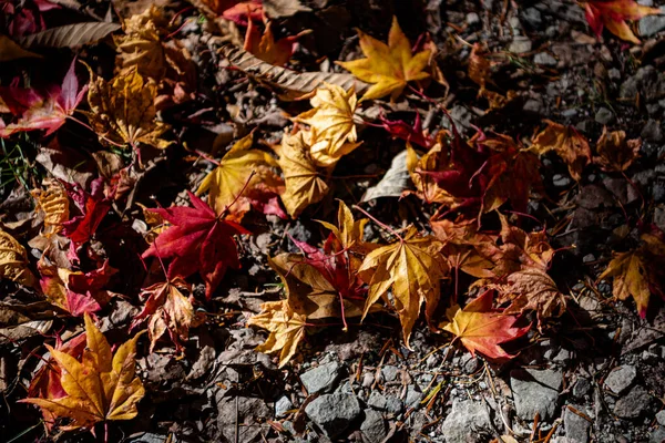 Farbenfrohe Herbstblätter Auf Dem Boden Getrocknetes Laub Bedeckt Die Oberfläche — Stockfoto